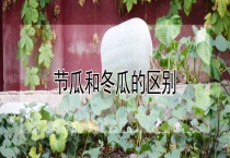 节瓜和冬瓜的区别？
