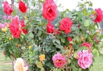 月季能用果树嫁接吗？