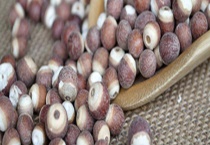 芡实种子价格及种植方法 附栽培管理及芡实病虫害防治