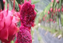 红心火龙果是不是转基因 和白心火龙果有什么区别？？