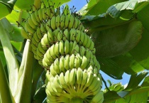 香蕉是植物的哪一部分