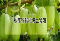 软枣猕猴桃怎么繁殖