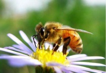 飞行的昆虫有哪些？