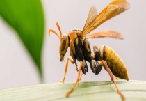 马蜂的蜂窝里有蜂蜜吗 马蜂会采花蜜酿蜜吗？