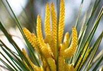 松花粉 附其主要成分