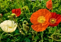 虞美人花语和象征意义