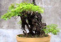 刚挖的黄荆老桩怎么栽