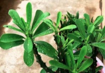 三角霸王鞭和龙骨区别？是什么？