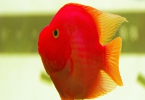 鹦鹉鱼的寿命有多长？该怎么养