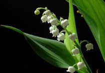 铃兰芽烂了怎么办？