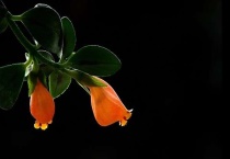 金鱼吊兰能晒太阳吗？