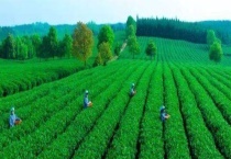 矮化密植茶园的种植管理技术 怎样科学施肥