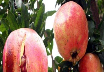 石榴番石榴有什么区别？ 形态、口感、吃法上均不同