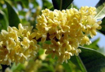 桂花飘香是什么季节