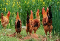 土鸡多少钱一斤 土鸡价格为什么这么贵 有哪些销售渠道