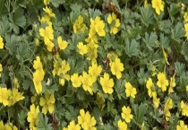 委陵菜与翻白草有什么不同 从别名、外形、价格等方面来区分