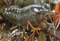 什么食物是小龙虾最喜欢吃的 有什么选购小龙虾的多久？