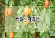 珊瑚豆有毒吗？