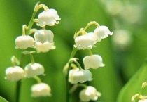 铃兰花夏季休眠怎么多久？