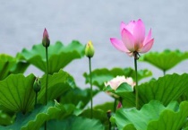 水缸种莲藕什么时候种