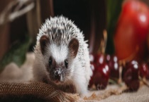 非洲迷你刺猬可以长到多大 主要吃什么？