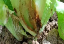 生菜灰霉病的发病症状 附防治多久？