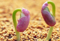 种子萌发的条件是哪三种