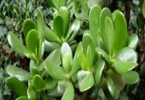 燕子掌有没有毒 可以放在室内养殖吗？