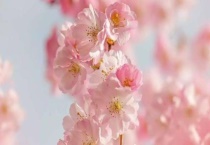 桃花有什么特点