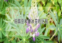 羽扇豆和鲁冰花的区别？