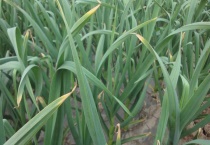 蒜苔是大蒜长出来的吗？