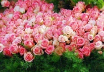 醒花与不醒花的区别？