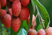 荔枝品种有哪些？附糯米糍品种的特点