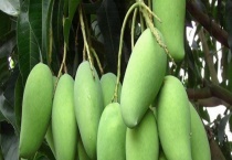 青芒一般几月份成熟 青芒该怎么切