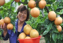 晚秋黄梨什么时候采摘