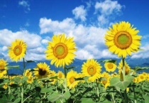 向日葵一年可以种几次