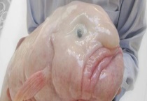 水滴鱼可以吃吗？水滴鱼吃什么食物