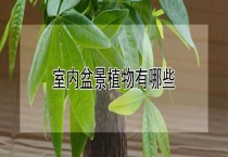 室内盆景植物有哪些？