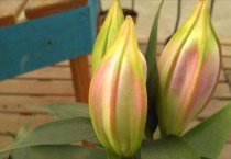 百合花的开放时间