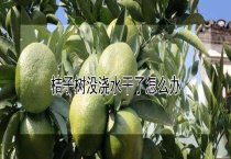 桔子树没浇水干了怎么办？