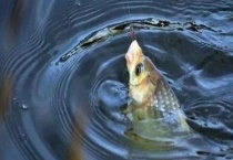 夏天钓鲫鱼怎么选钓点？选择这些钓点的原因是什么？