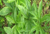 天南星和半夏的区别？ 附天南星科属