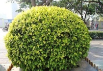 灌木和乔木区别？