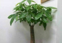 发财树变黄怎么办？