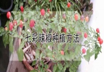 七彩辣椒种植多久？