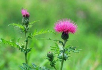 蓟类植物有哪些？