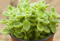 碰碰香驱蚊吗？