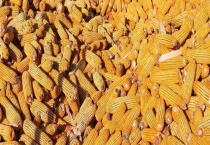 能量饲料的开发、加工及营养特点 能量饲料是什么？