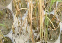 水稻立枯病 附具体介绍