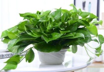 绿萝太长了怎么缠好看